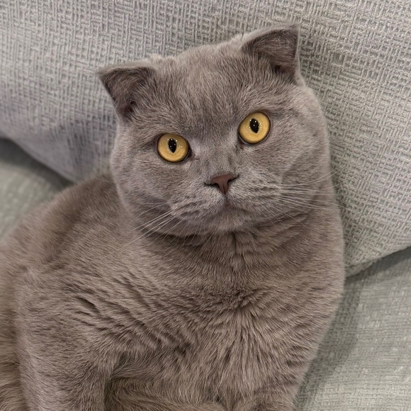 Meet your Posher, Nadya - Picture 1 of 1